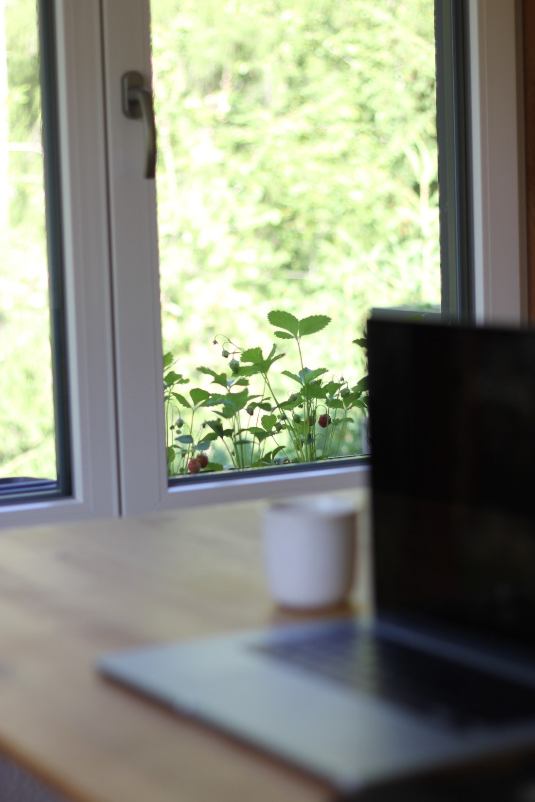 Arbeitsplatz am Küchentisch: Laptop und Kaffeetasse vor dem Fenster, am Fensterbrett wachsen Walderdbeeren, dahinter der Garten